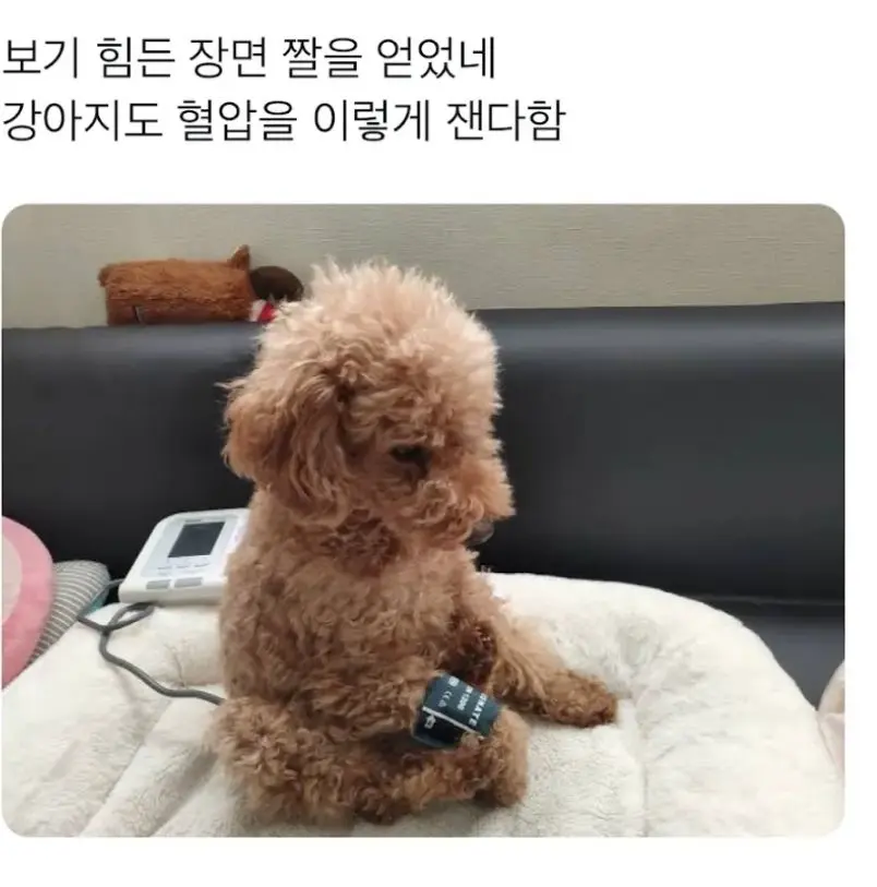강아지 혈압 측정하는 모습. | mbong.kr 엠봉