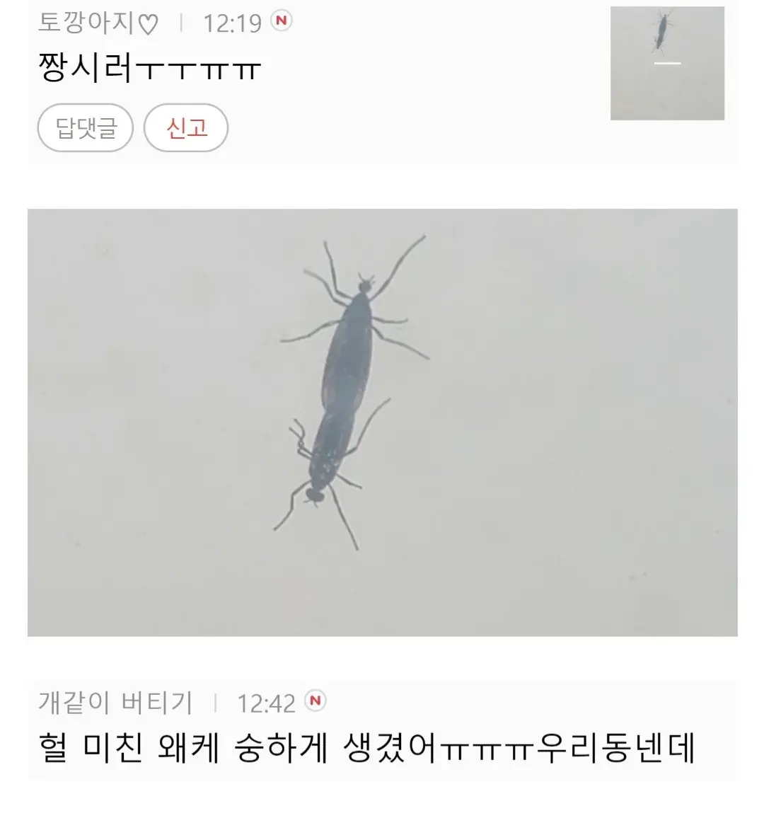약혐) 현재 떼거지로 출물된다는 벌레 정체 | 엠봉 mbong.kr