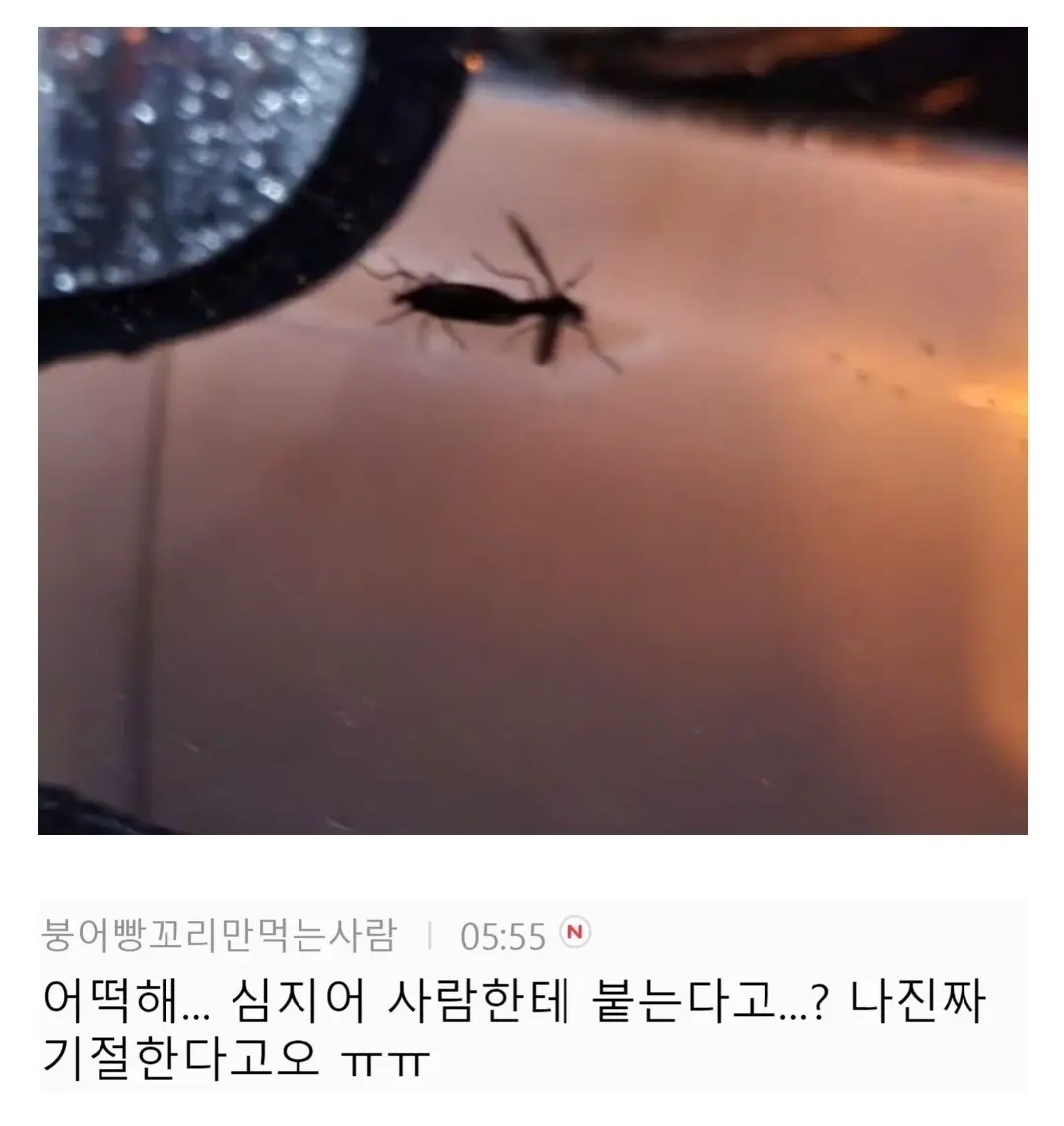 약혐) 현재 떼거지로 출물된다는 벌레 정체 | 엠봉 mbong.kr