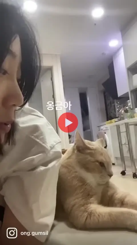 고양이 키우면서 킹받는 순간.mp4 | mbong.kr 엠봉