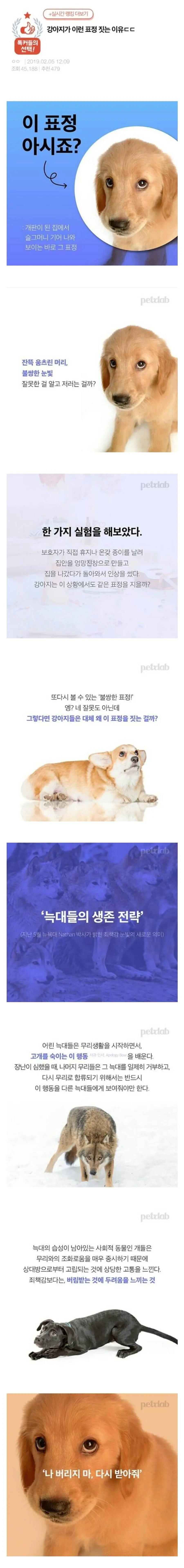 강아지들이 애절한 표정을 짓는 이유 | mbong.kr 엠봉