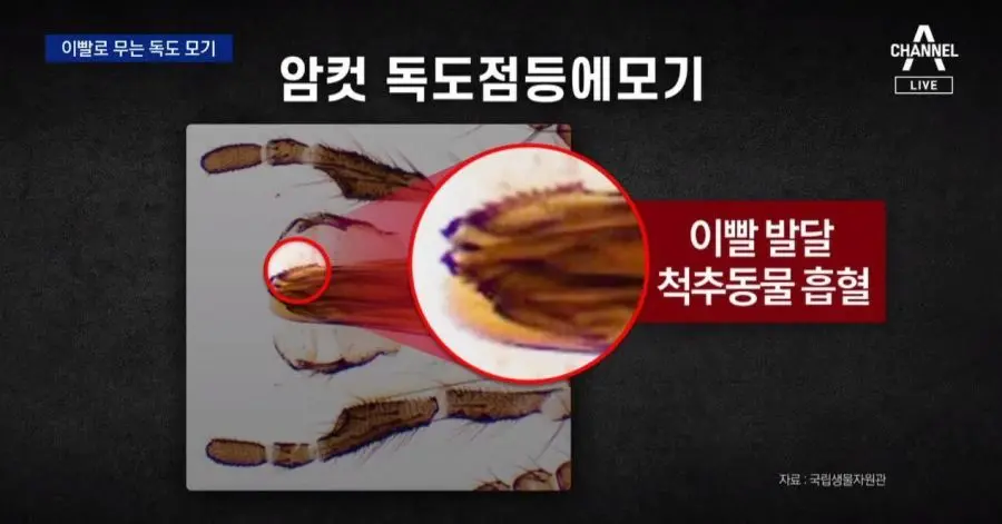 독도에서 발견된 이빨로 물어뜯는 모기 | mbong.kr 엠봉
