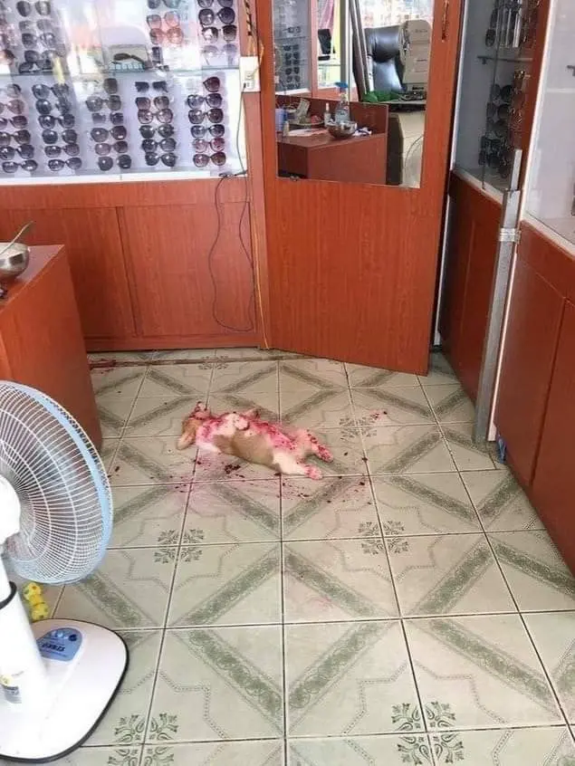 안경점에서 벌어진 끔찍한 동물폭행 사건의 비밀 | mbong.kr 엠봉