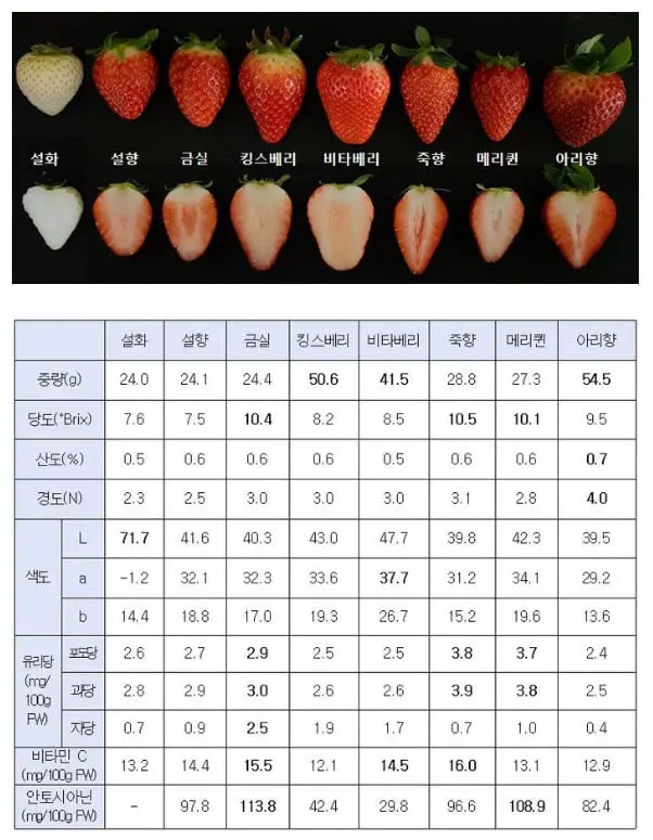 딸기 모양별 평균 당도값 | mbong.kr 엠봉