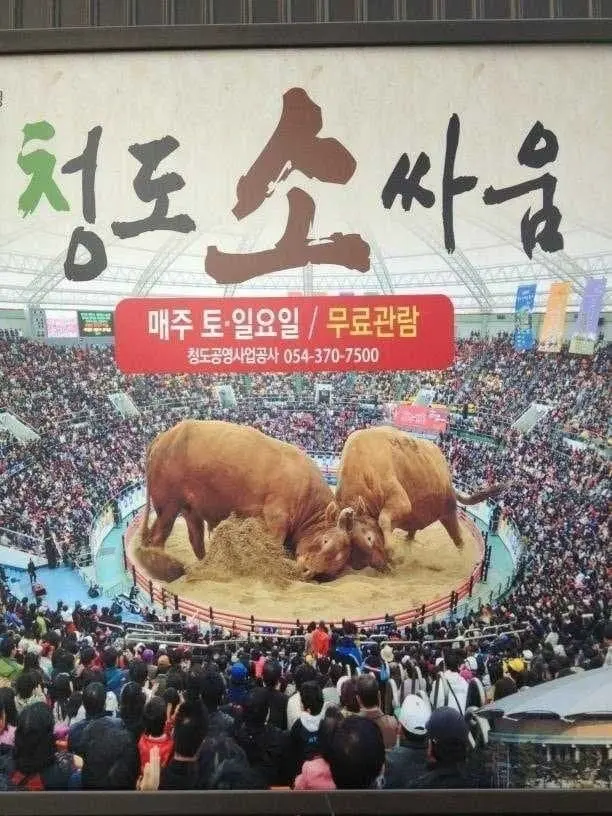 서울촌놈들은 모르는 실제 소 크기 | mbong.kr 엠봉