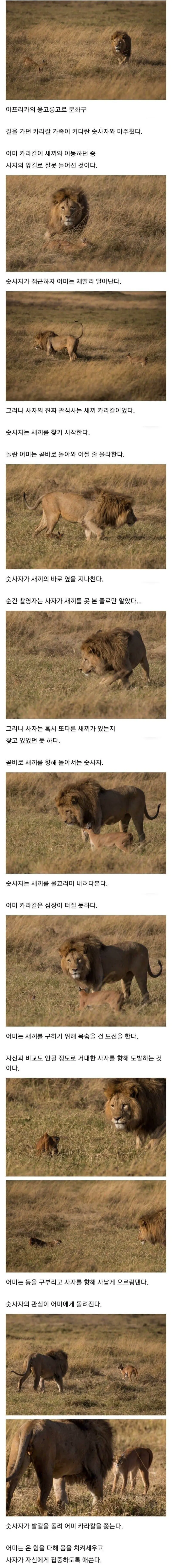 사자의 관심을 받은 카라칼 새끼의 결말 | mbong.kr 엠봉