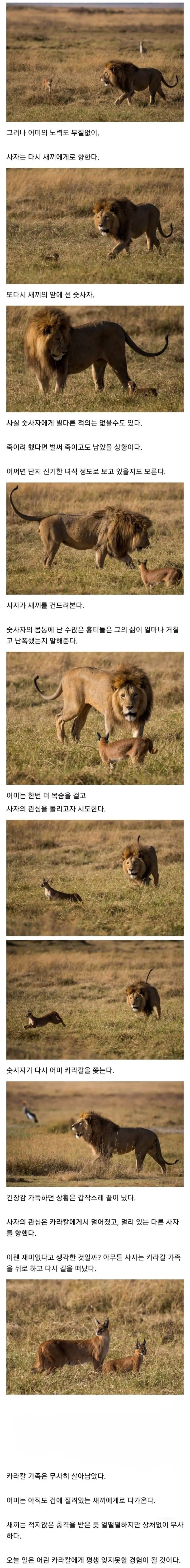 사자의 관심을 받은 카라칼 새끼의 결말 | mbong.kr 엠봉
