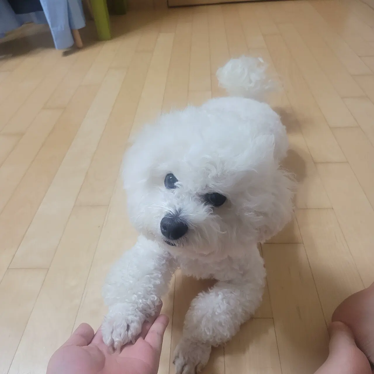 귀여운 강아지 짤 보고 가셈 | mbong.kr 엠봉