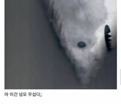 복사기에 상어인형을 넣어봄.jpg | mbong.kr 엠봉