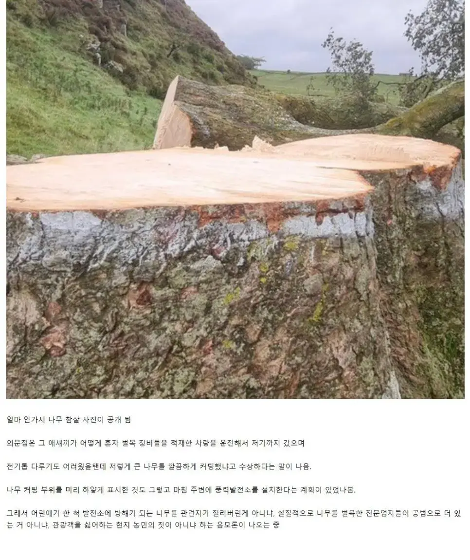 문화재 나무 훼손 영국 근황 | mbong.kr 엠봉