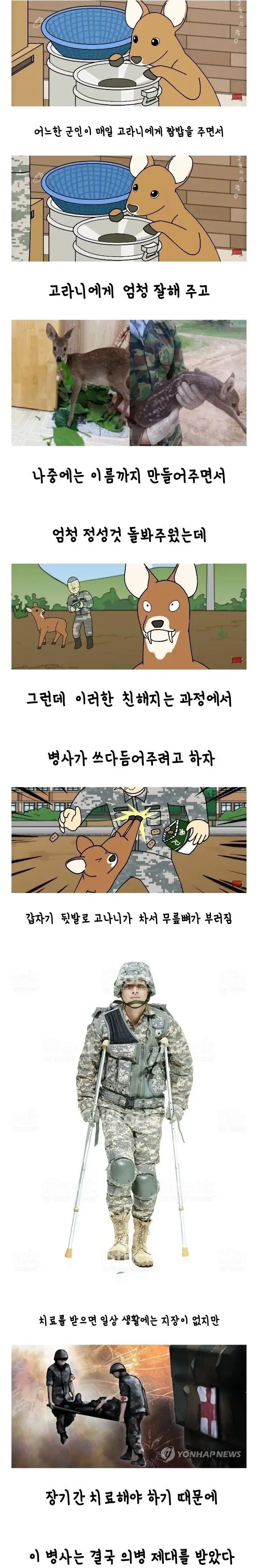 군대에서 은혜 갚은 고라니.jpg | mbong.kr 엠봉