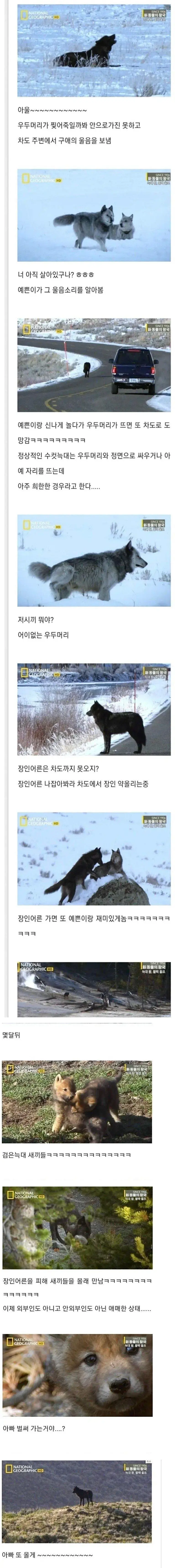 늑대세계의 주말 부부들 | mbong.kr 엠봉