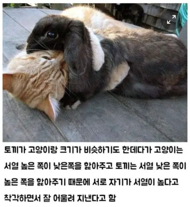 고양이와 토끼가 잘 지내는 이유.jpg | mbong.kr 엠봉