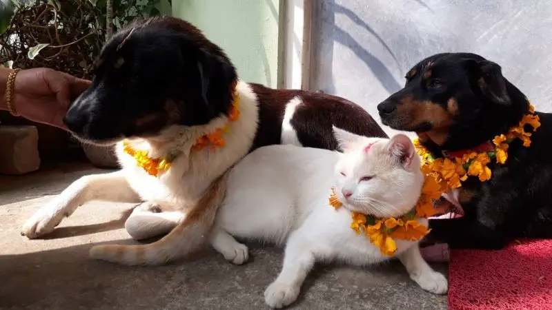 네팔의 개들이 1년 중 가장 행복해하는 날 | mbong.kr 엠봉