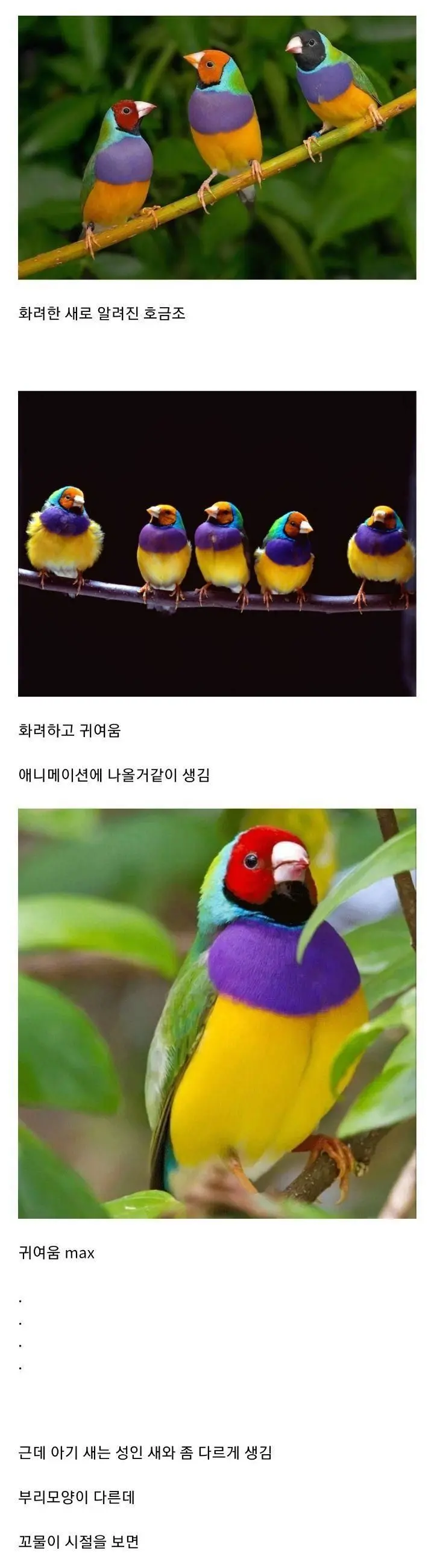약혐) 괴생명체로 오해받는 호금조 새끼.jpg | mbong.kr 엠봉