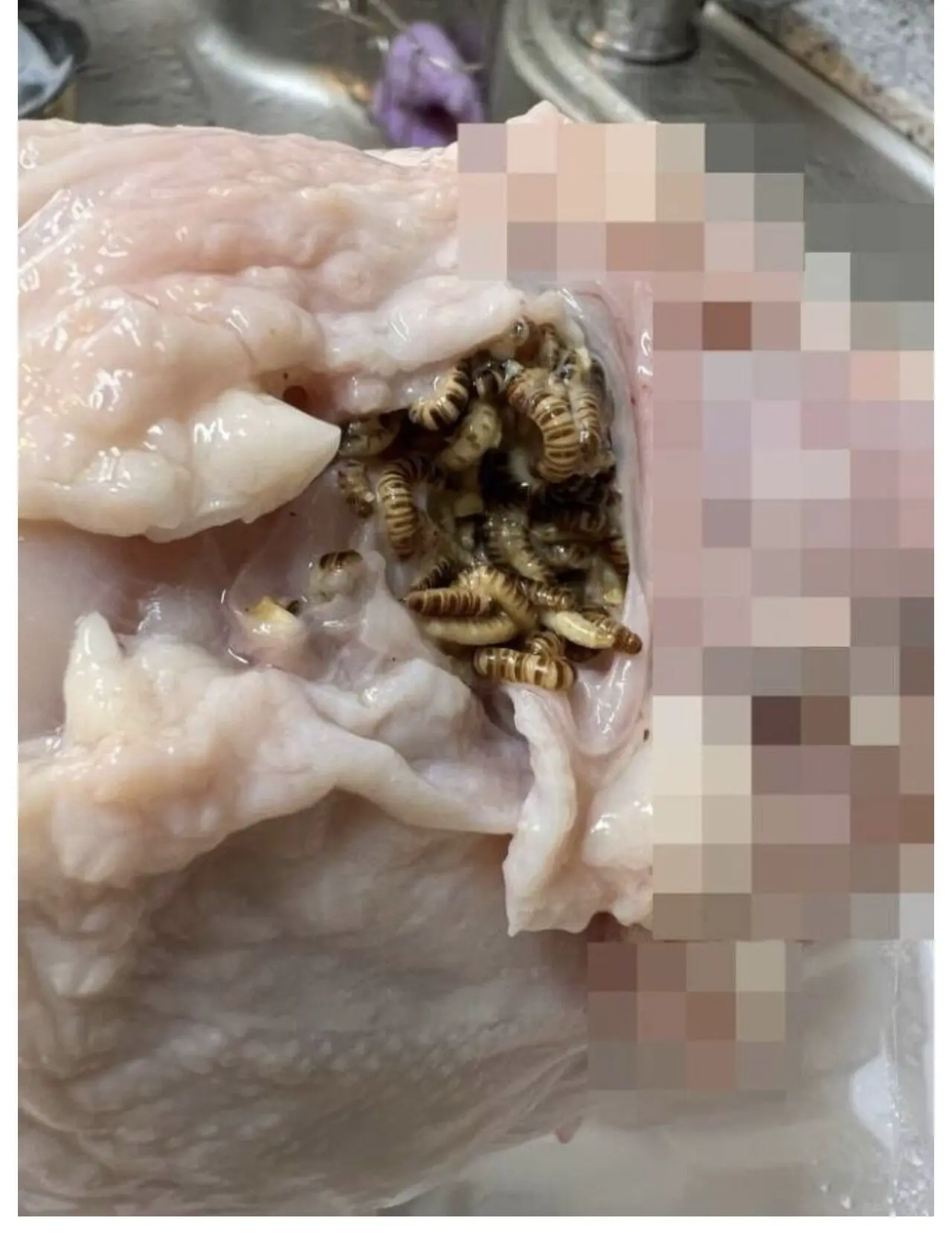 혐오) 하림 생닭에서 발견된 딱정벌레 유충 ㄷㄷ | mbong.kr 엠봉