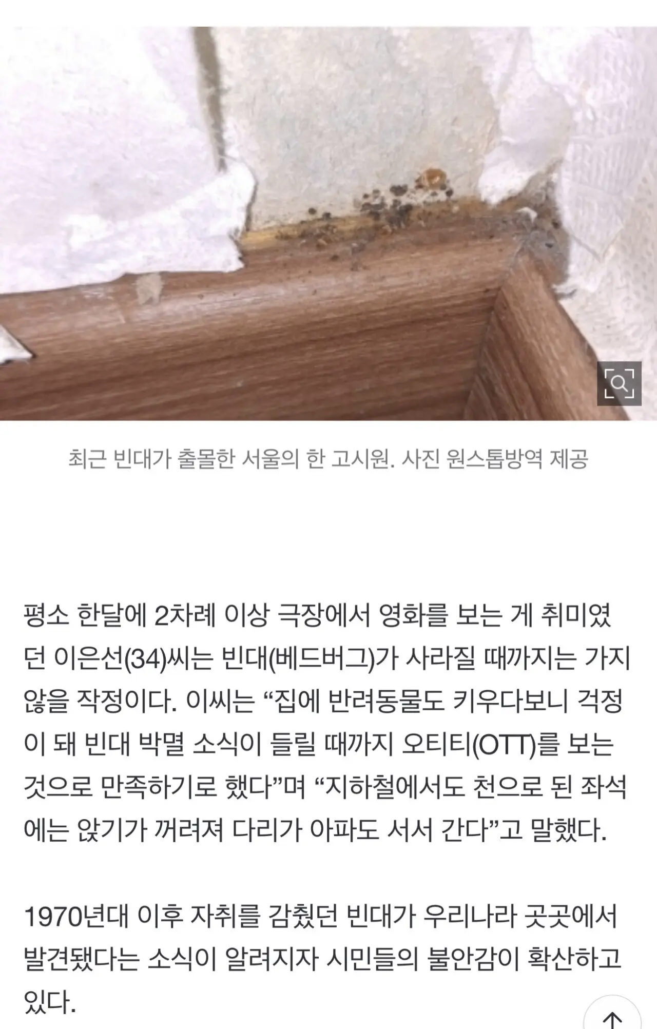 “‘빈대 박멸’ 의뢰 하루 30건 쏟아져…호텔은 물론 영화관서도” | mbong.kr 엠봉