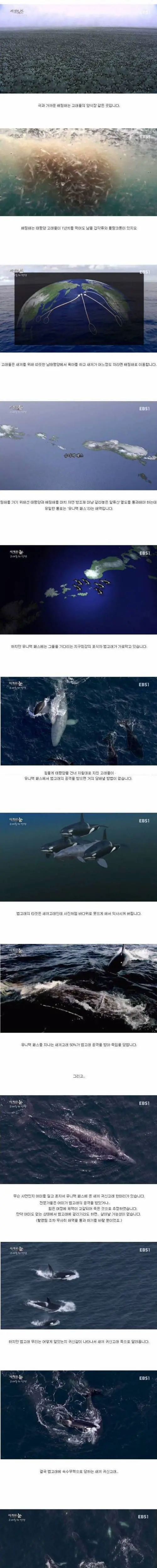 혹등고래의 이타심 | mbong.kr 엠봉
