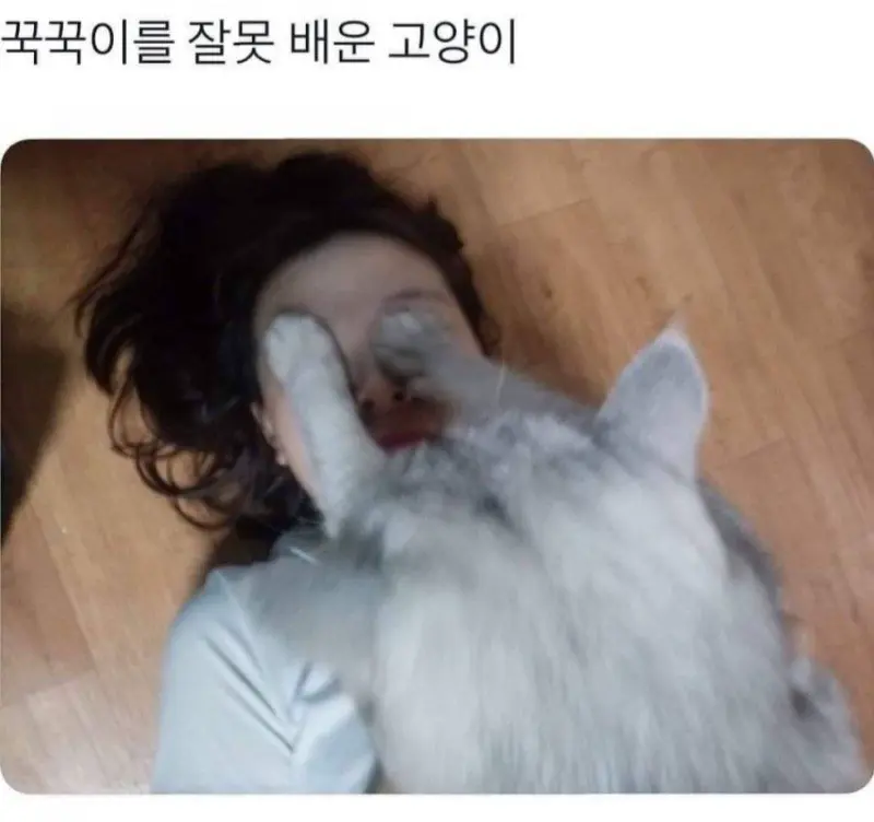 꾹꾹이를 잘못 배운 고양이 | mbong.kr 엠봉