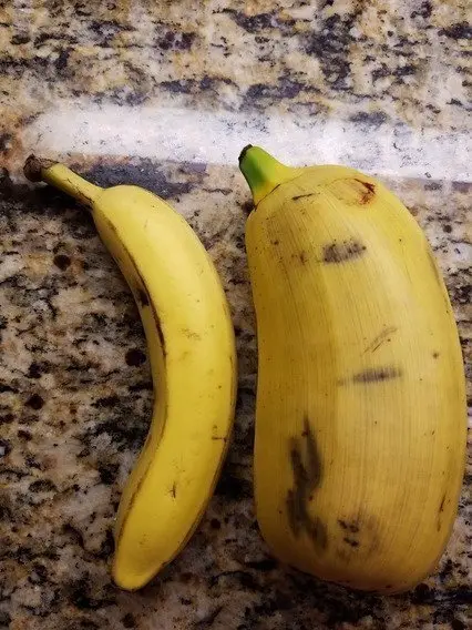 하와이의 거대한 바나나...JPG | mbong.kr 엠봉