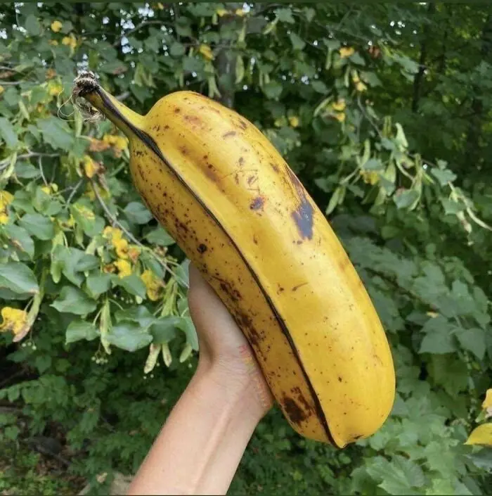 하와이의 거대한 바나나...JPG | mbong.kr 엠봉