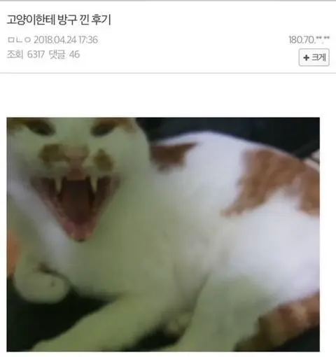 고양이한테 방구 낀 후기.jpg | mbong.kr 엠봉