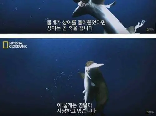 상어의 새로운 천적 | mbong.kr 엠봉