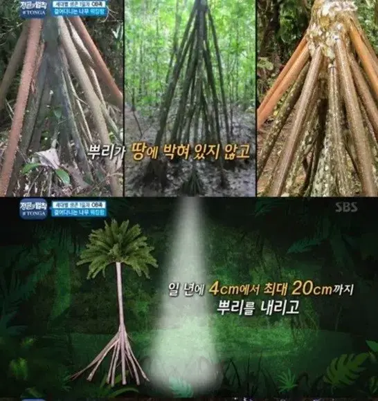 뿌리 야반도주를 예언한 정글의 법칙.jpg | mbong.kr 엠봉