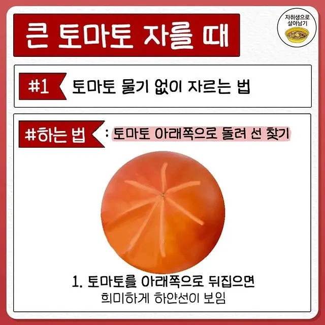 전혀몰랐던 토마토 자르는법.jpg | mbong.kr 엠봉
