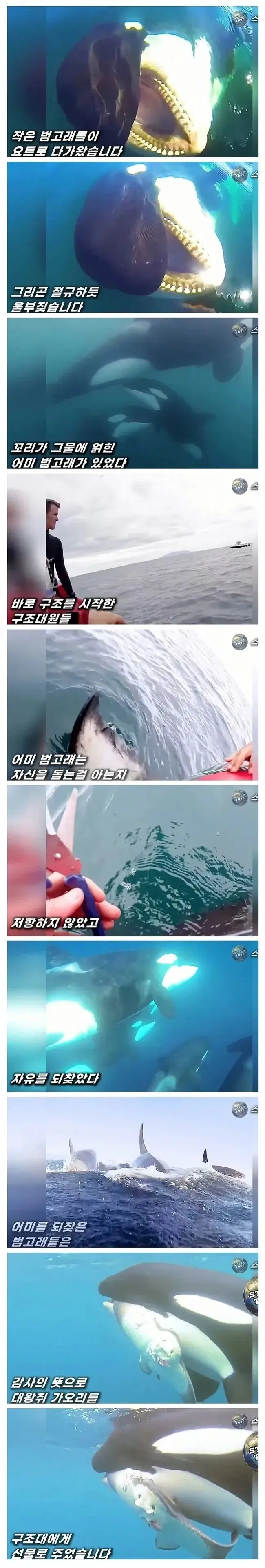 도움받은 범고래의 보답 | mbong.kr 엠봉