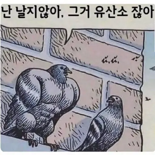 비둘기가 날지 않는 이유. | mbong.kr 엠봉