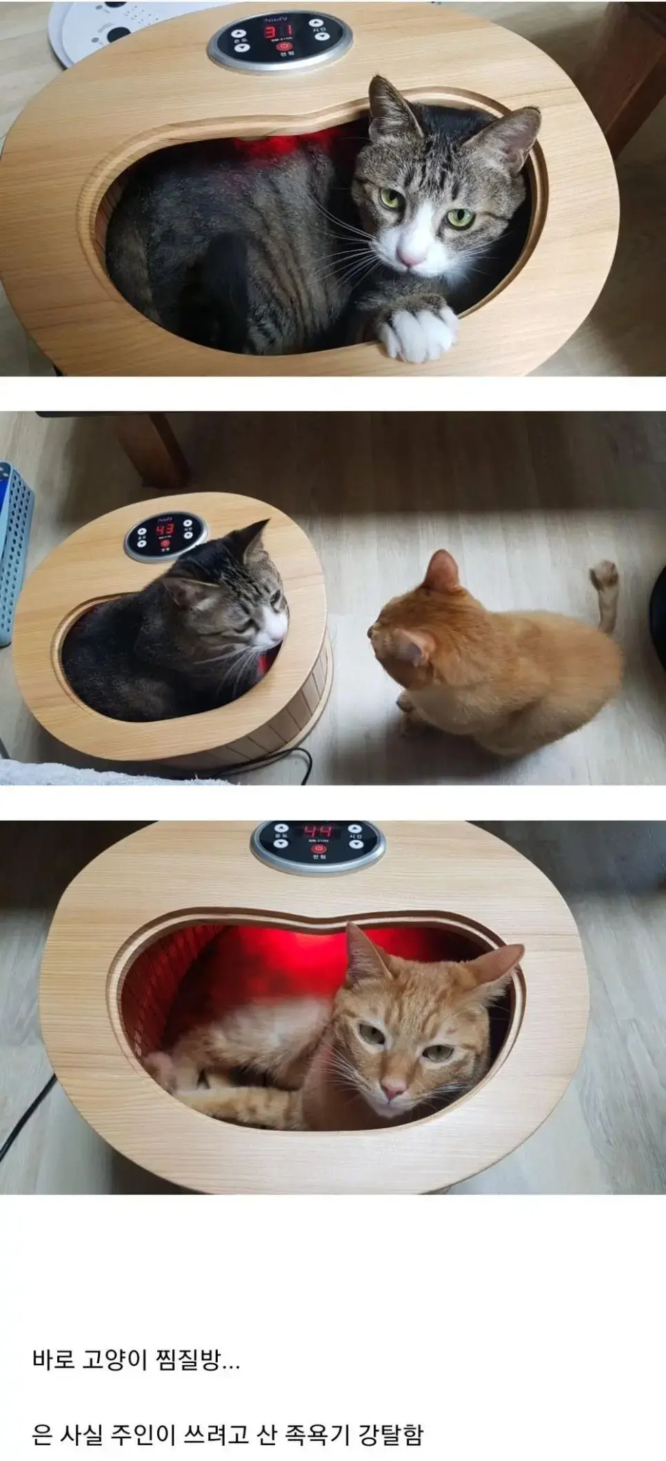 고양이들 전용 찜질방 | mbong.kr 엠봉