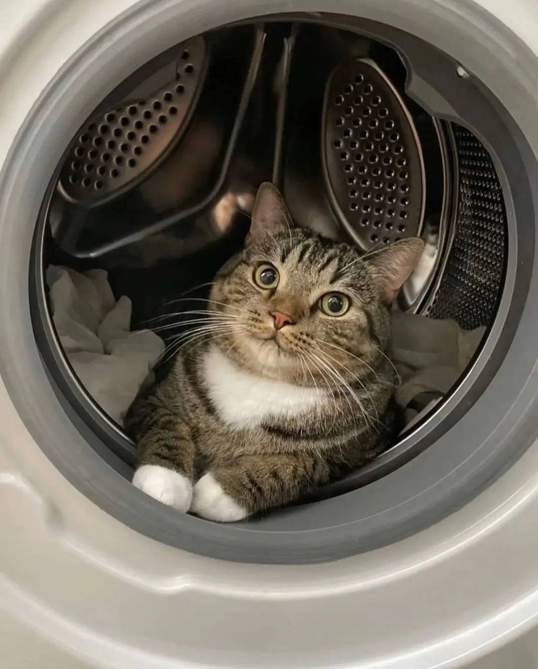 세탁기 안이 맘에 든 고양이 | mbong.kr 엠봉