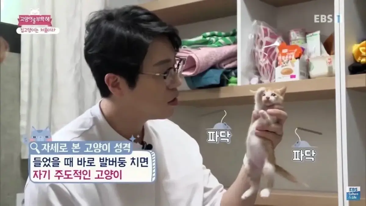 자기주도적인 고양이인지 아는법 | mbong.kr 엠봉