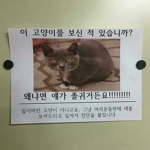 이 고양이를 보신 적 있습니까? | mbong.kr 엠봉