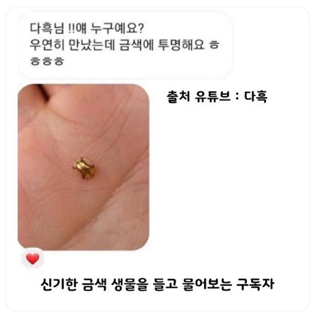“금”하면 누구나 떠올리는 곤충 | mbong.kr 엠봉