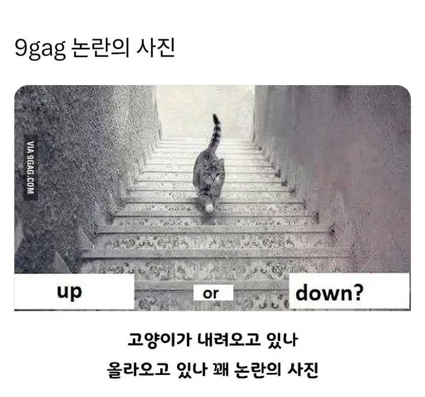 고양이 UP or DOWN ? | mbong.kr 엠봉