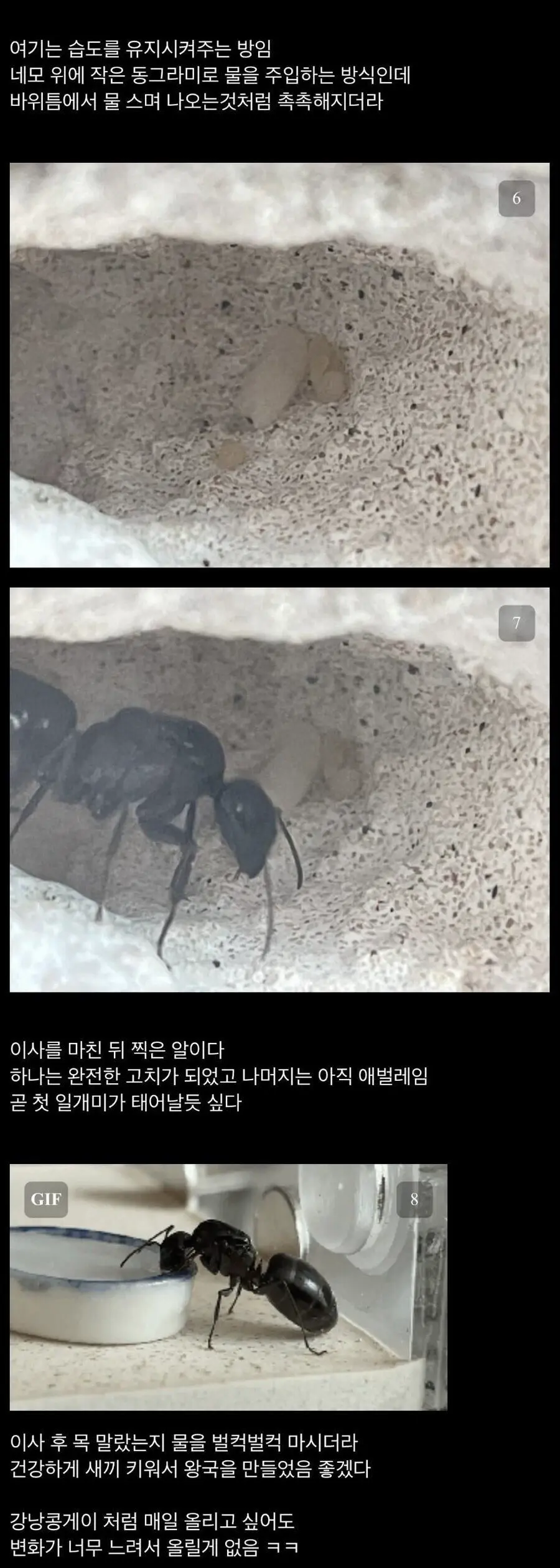 여왕개미를 줍줍한 디씨인 | mbong.kr 엠봉
