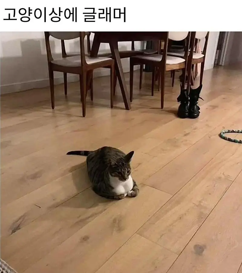고양이상에 글래머 레전드 | mbong.kr 엠봉