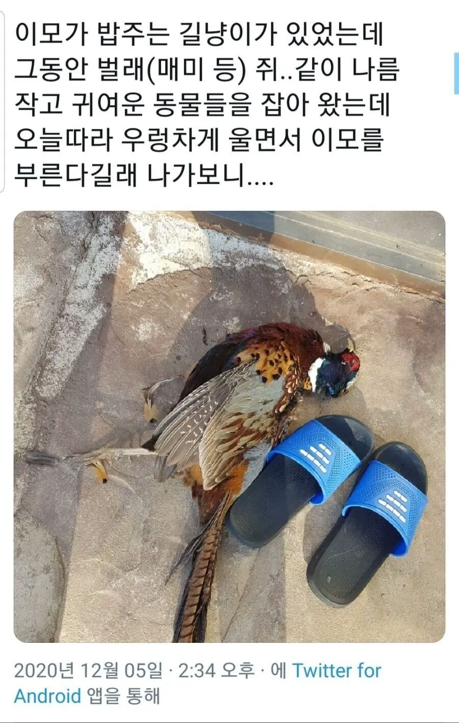 [약혐] 혜갚은 길냥이.jpg | mbong.kr 엠봉