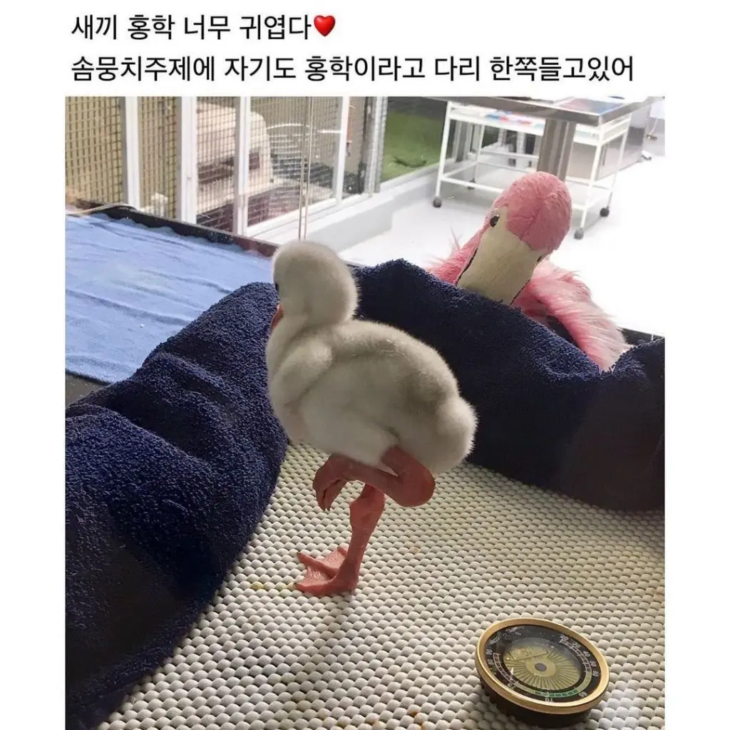 너무 귀여운 아기 홍학 | mbong.kr 엠봉