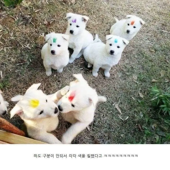 시골 강아지 구분 하는법 | mbong.kr 엠봉