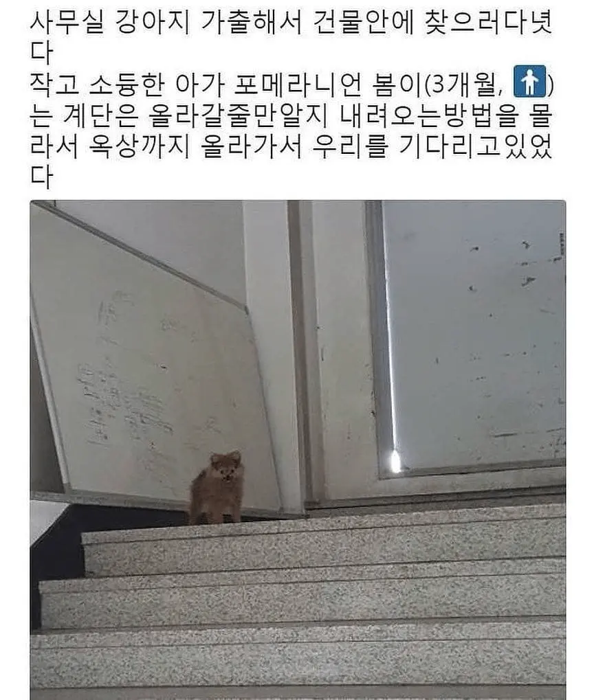 사무실을 가출했던 강아지 ㅠㅠ | mbong.kr 엠봉