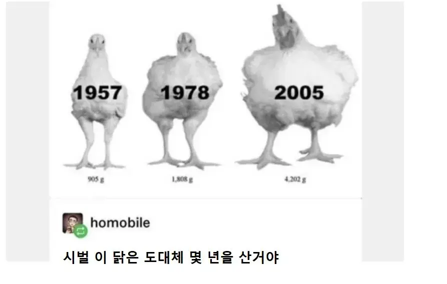 시대에 따른 닭의 변화 | mbong.kr 엠봉