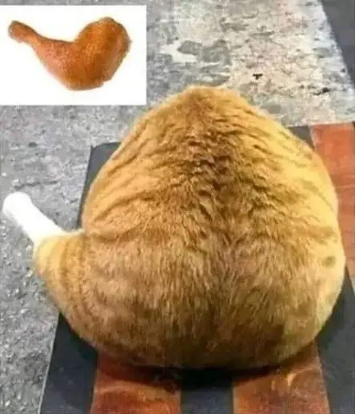 오직 뚱뚱한 고양이만 할 수 있는 코스프레... | mbong.kr 엠봉