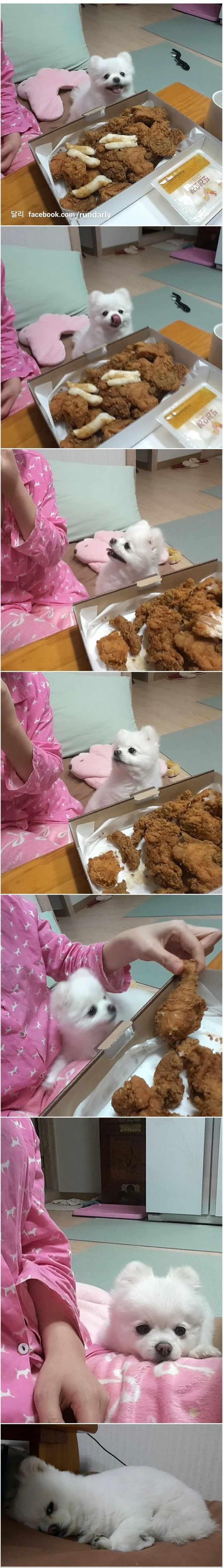 야 강아지 치킨 먹는다고 죽냐 ㅋㅋㅋ | mbong.kr 엠봉