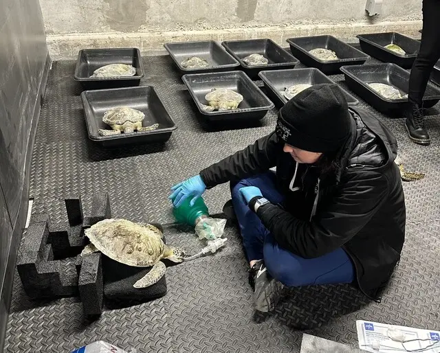 텍사스 바다거북들 “너무 추워 기절”…북극한파에 구조대 출동 | mbong.kr 엠봉