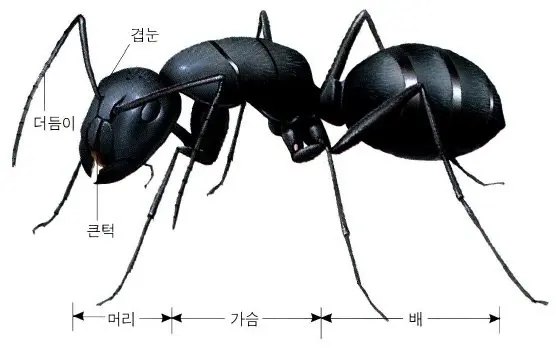 자기 몸보다 10배이상 큰 먹이 옮기는 개미떼들.gif | mbong.kr 엠봉