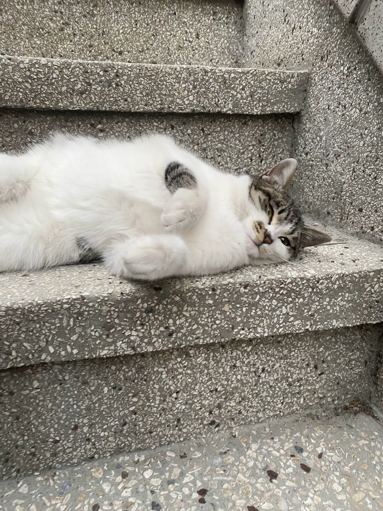 우리동네 길냥이 보고가라 | mbong.kr 엠봉