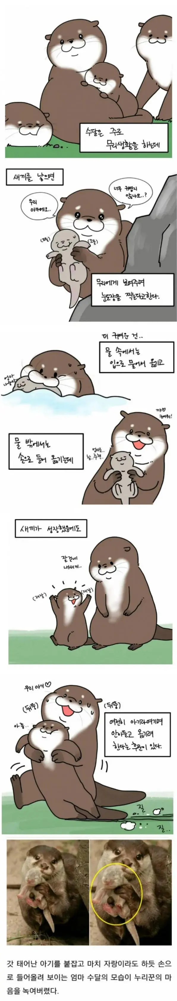 수달이 자기 새끼 자랑하는 만화 | mbong.kr 엠봉